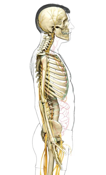 Reso Illustrazione Clinicamente Accurata Del Sistema Nervoso Del Sistema Scheletrico — Foto Stock