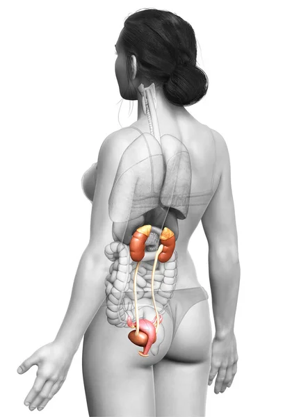 Gerenderte Medizinisch Korrekte Darstellung Der Weiblichen Nieren — Stockfoto