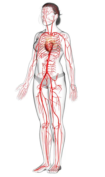 Gerenderte Medizinisch Korrekte Darstellung Weiblicher Arterien — Stockfoto