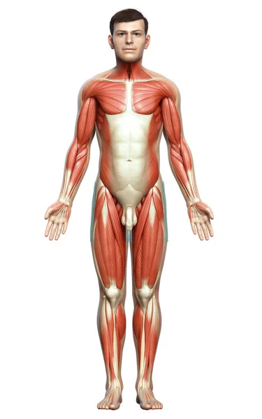 Rendered Medically Accurate Illustration Male Muscle System — Stock Photo, Image