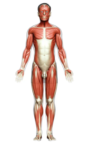 의학적으로 체계를 정확하게 묘사하였다 — 스톡 사진