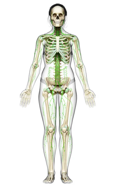 Renderizado Ilustración Médicamente Precisa Sistema Linfático Femenino —  Fotos de Stock