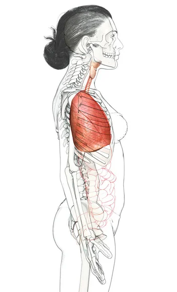 Renderad Medicinskt Korrekt Illustration Kvinnlig Lunganatomi — Stockfoto