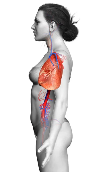 Rendered Medically Accurate Illustration Female Lung Anatomy — Stock Photo, Image
