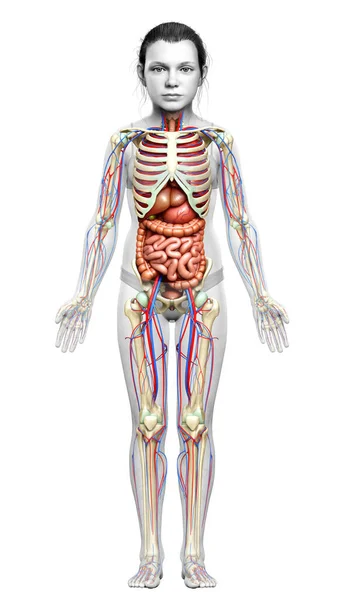 Medisch Nauwkeurige Illustratie Van Meisje Inwendige Organen Skelet Bloedsomloop — Stockfoto