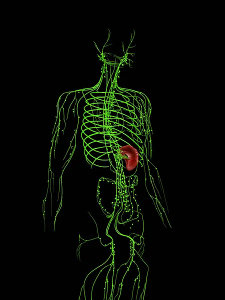 Оказана Медицинская Точная Иллюстрация Лимфатической Системы — стоковое фото