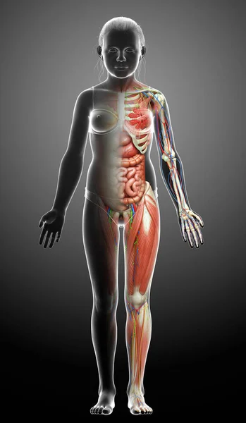 Prestados Medicamente Preciso Anatomia Menina — Fotografia de Stock