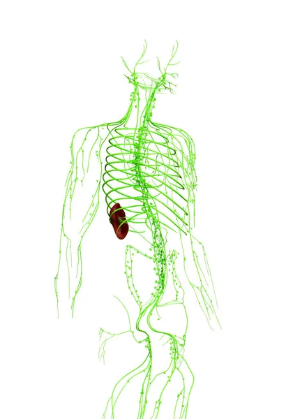 Vykreslené Lékařsky Přesné Ilustrace Lymfatického Systému — Stock fotografie