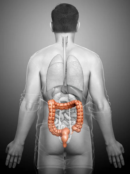 Renderizado Ilustración Médicamente Precisa Anatomía Del Intestino Grueso Masculino — Foto de Stock