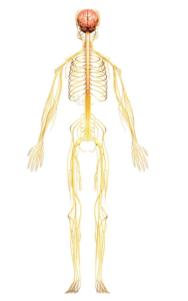 Lékařsky Přesné Ilustrace Nervového Systému — Stock fotografie