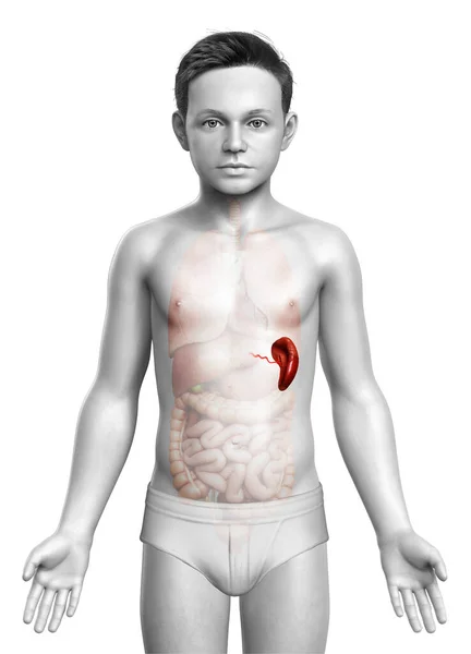 Rendered Medically Accurate Illustration Young Boy Spleen Anatom — Stock Photo, Image