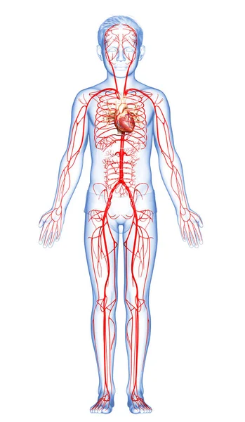 3D准确地展示了年幼男孩动脉的医学特征 — 图库照片