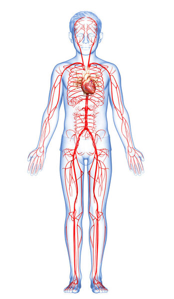 3d оказана медицинская точная иллюстрация молодых артерий мальчика
