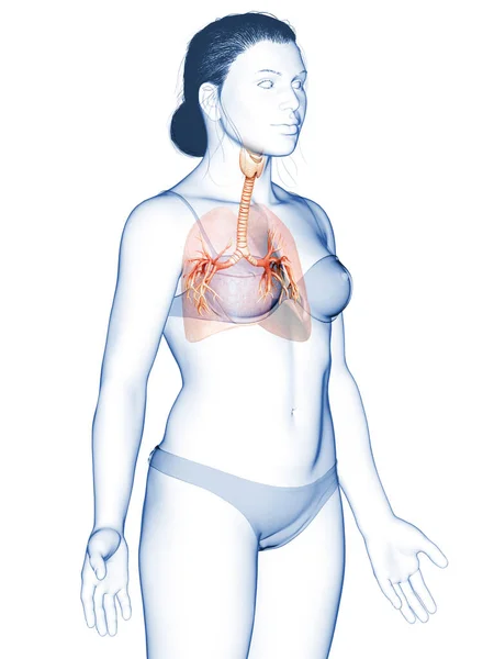 Ilustración Laringe Trachea Bronchi Parte Del Sistema Respiratorio — Foto de Stock