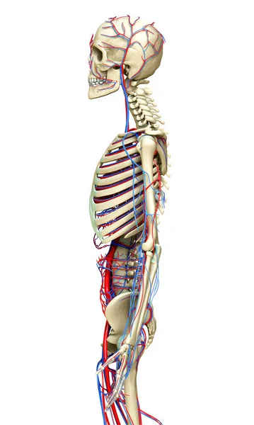 Utförd Medicinskt Korrekt Illustration Cirkulations Och Skelettsystemet — Stockfoto