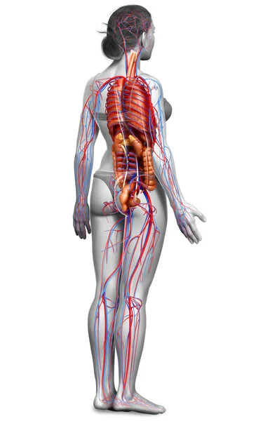 Renderizado Ilustración Médicamente Precisa Órganos Internos Femeninos Sistema Circulatorio —  Fotos de Stock