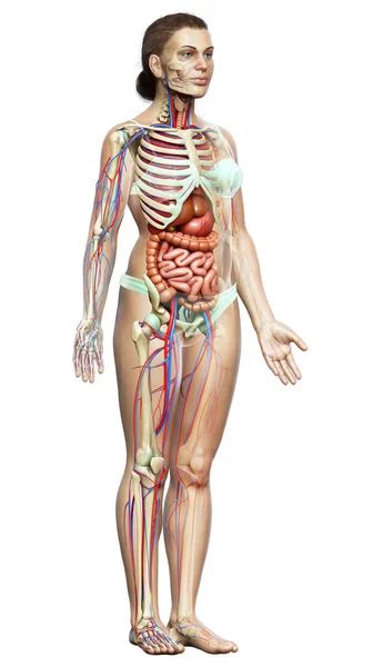 Renderizado Ilustração Medicamente Precisa Órgãos Internos Femininos Esqueleto Sistema Circulatório — Fotografia de Stock