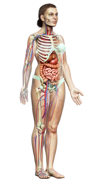 Utförd Medicinskt Korrekt Illustration Kvinnliga Inre Organ Skelett Och Cirkulationssystem — Stockfoto