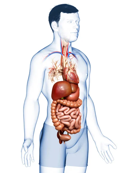 3D对男性消化系统和心脏进行了准确的医学描述 — 图库照片