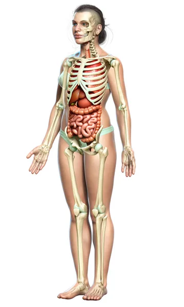 Rendu Illustration Médicalement Précise Des Organes Internes Féminins Système Squelettique — Photo