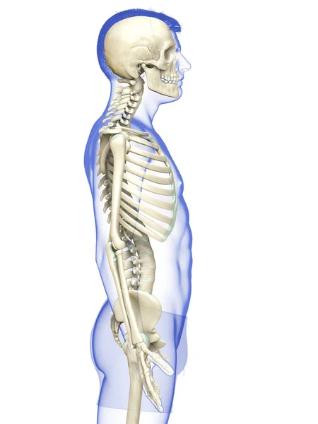 Weergegeven Medisch Nauwkeurige Illustratie Van Een Mannelijk Skelet Systeem — Stockfoto