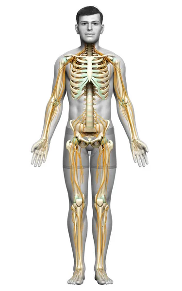 Orvosilag Pontos Illusztrációja Idegrendszer Csontváz Rendszer — Stock Fotó