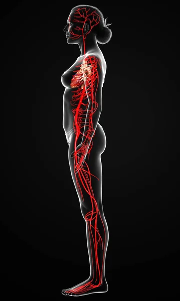 Reso Illustrazione Clinicamente Accurata Delle Arterie Femminili — Foto Stock