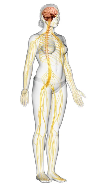 Renderizado Ilustración Médicamente Precisa Sistema Nervioso Femenino — Foto de Stock