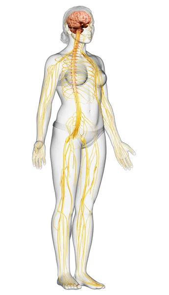 Renderizado Ilustración Médicamente Precisa Sistema Nervioso Femenino —  Fotos de Stock