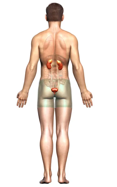 3Dレンダリングされた腎臓の医学的に正確なイラスト — ストック写真