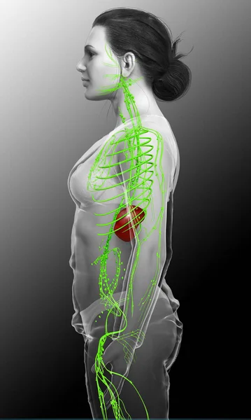 Gjorde Medicinskt Korrekt Illustration Ett Kvinnligt Lymfsystem — Stockfoto