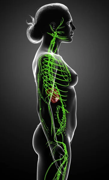 3D对女性淋巴系统进行了准确的医学描述 — 图库照片