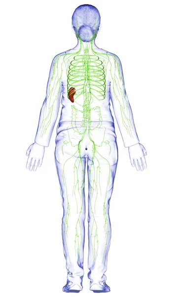 Rendu Illustration Médicalement Précise Système Lymphatique Féminin — Photo