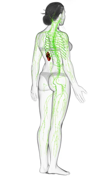 Renderizado Ilustração Medicamente Precisa Sistema Linfático Feminino — Fotografia de Stock
