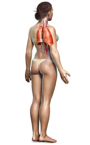 Renderizado Ilustração Medicamente Precisa Uma Anatomia Pulmonar Feminina — Fotografia de Stock