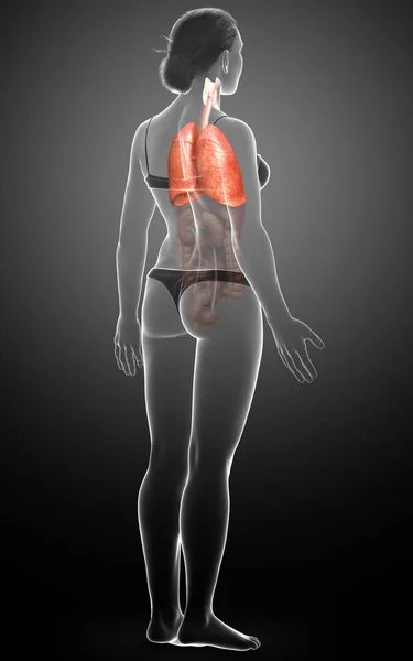 Illustration Médicalement Précise Une Anatomie Pulmonaire Féminine — Photo