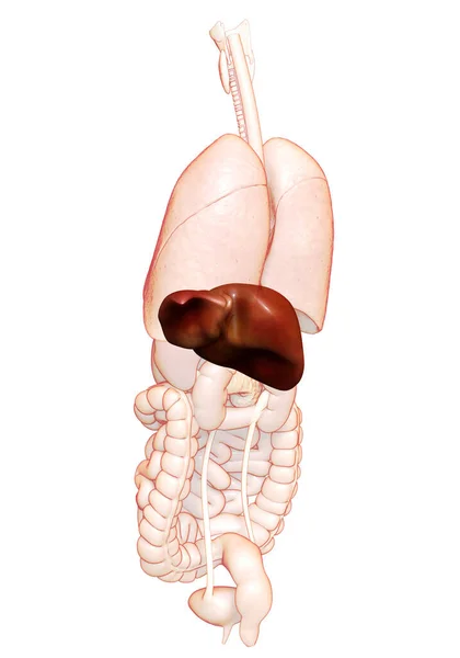 Renderizado Ilustración Médicamente Precisa Anatomía Hepática — Foto de Stock