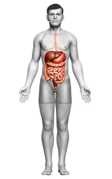 Renderizado Ilustración Médicamente Precisa Del Sistema Digestivo Masculino — Foto de Stock