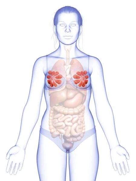 Illustration Der Weiblichen Brust Und Brustdrüsenanatomie — Stockfoto