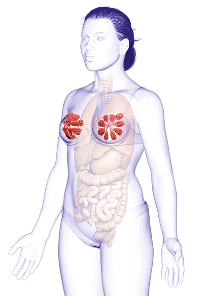 3D女性の胸と乳腺の解剖図 — ストック写真