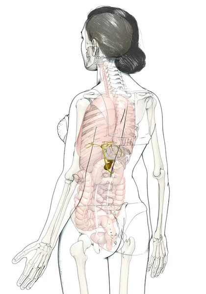 Kadın Organları Safra Kesesi Anatomisinin Tıbben Doğru Bir Örneği — Stok fotoğraf