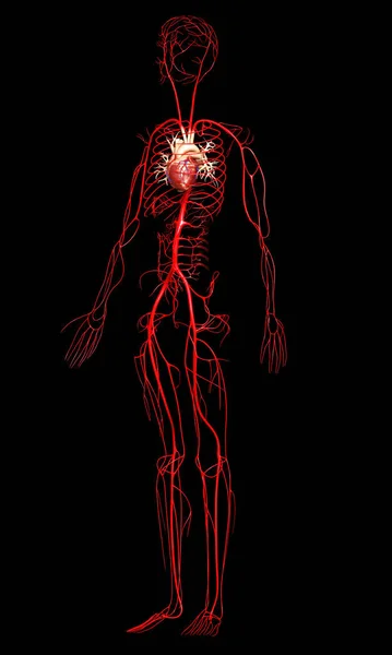 Representada Ilustración Médicamente Precisa Las Arterias —  Fotos de Stock