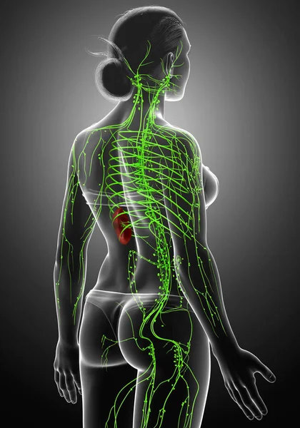 Provedení Lékařsky Přesné Ilustrace Ženského Lymfatického Systému — Stock fotografie