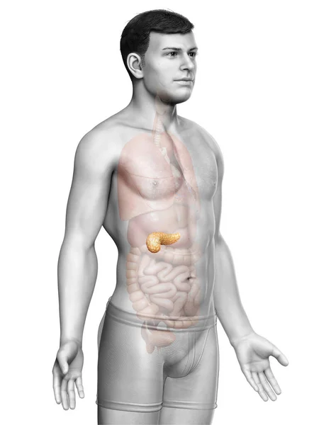 Vykreslené Lékařsky Přesné Zobrazení Mužské Slinivky Břišní — Stock fotografie