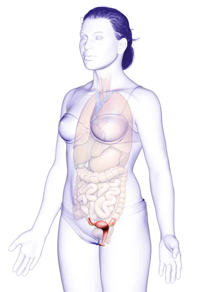 3D对女性子宫解剖进行了准确的医学描述 — 图库照片