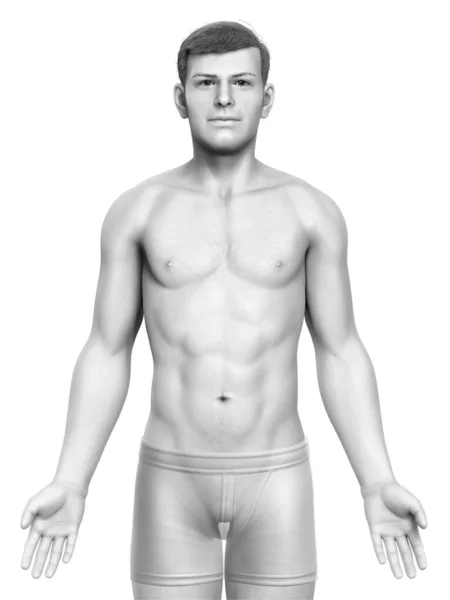 Gerenderte Illustration Des Männlichen Körpers — Stockfoto