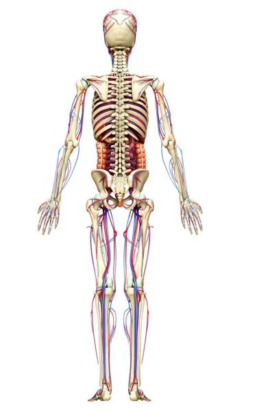 Тривимірна Медично Точна Ілюстрація Жіночих Внутрішніх Органів Скелета Системи Кровообігу — стокове фото