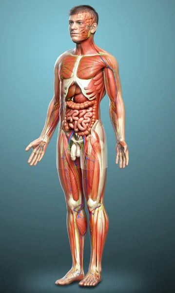 3Dは男性の解剖学の医学的に正確なレンダリング — ストック写真