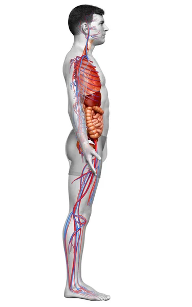 Görs Medicinskt Korrekt Illustration Manliga Cirkulationssystemet Och Inre Organ — Stockfoto