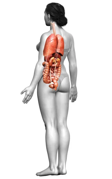 Rendered Medically Accurate Illustration Female Internal Organs — Stock Photo, Image